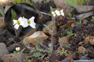 Cardaminopsis arenosa-Rozetsteenkers_MH20110402_030442-6Pl