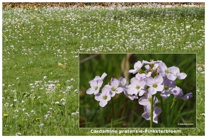 Cardamine-pratensis-Pinksterbloem_MH20110407_030637-6Pl