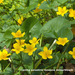 Cantha-palustris-Gewone-dotterbloem_MH20110407_030732-6Pl