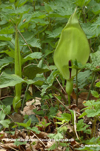 Arum-maculatum-Gevlekte-aronskelk_MH20110414_030788-6Pl