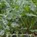 Arum-italicum-Italiaanse-arondskelk_MH20110414_030783-6Pl