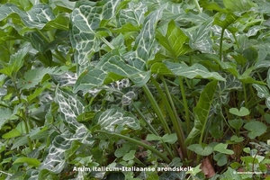 Arum-italicum-Italiaanse-arondskelk_MH20110414_030783-6Pl