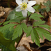 Anemone-nemorosa-Bosanemoon-MH20110402_030629-6Pl