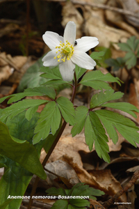 Anemone-nemorosa-Bosanemoon-MH20110402_030629-6Pl