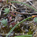 Alyssum-alyssoides-Bleek-schildzaad_MHMH20110402_030563-6Pl