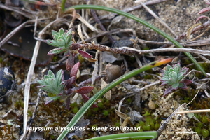 Alyssum-alyssoides-Bleek-schildzaad_MHMH20110402_030563-6Pl