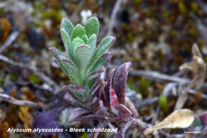 Alyssum-alyssoides-Bleek-schildzaad_MH20110402_030574-6Pl
