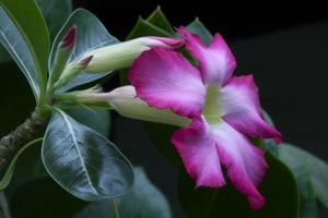 Adenium obesum-20090712_6227