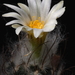 20090815_6367-03 turbinicarpus