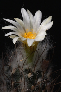 20090815_6367-03 turbinicarpus