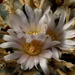 20090815_6373-3 lophophora