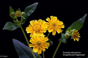 Guizotia abyssinica 20091003_6751-4