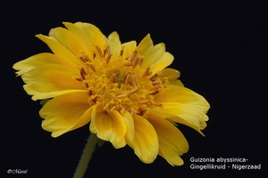Guizotia abyssinica 20091003_6721-4