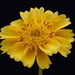Guizotia abyssinica 20091003_6715-3