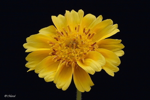 Guizotia abyssinica 20091003_6715-3