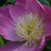 Paeonia-lactiflora_0929-8