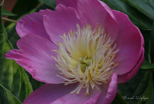 Paeonia-lactiflora_0929-8