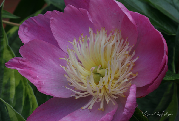 Paeonia-lactiflora_0929-8