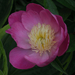Paeonia-lactiflora_0913-8