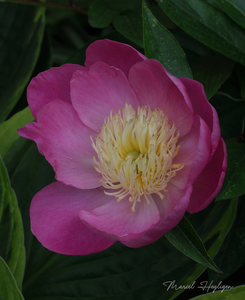 Paeonia-lactiflora_0913-8