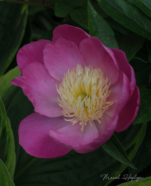 Paeonia-lactiflora_0913-8