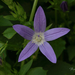 Campanula-poscharskyana_1251-8