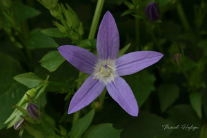 Campanula-poscharskyana_1251-8