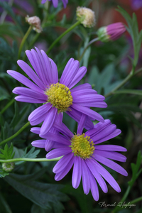 Brachyscome-hybride_1233-8