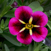 Calibrachoa-hybride_1904-8