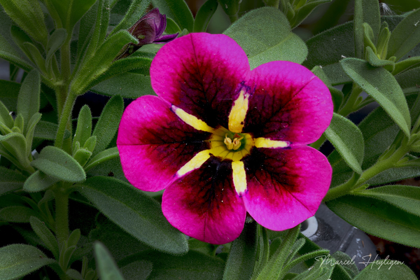 Calibrachoa-hybride_1904-8