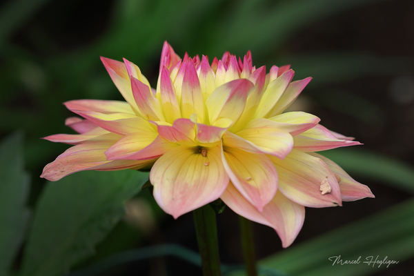 IMG_4849-Dahlia-8