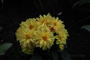 Dahlia_0931-8