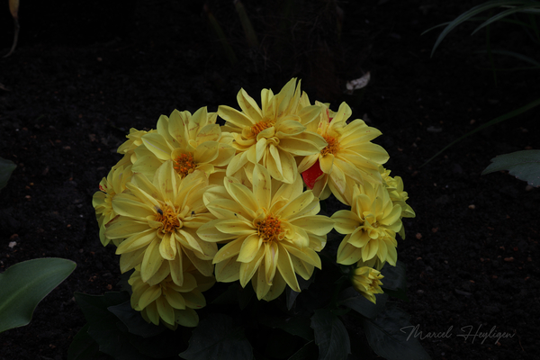 Dahlia_0931-8