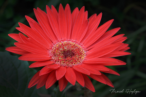 Gerbera-IMG_0972-8