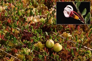 Vaccinium oxycoccus-Kleine veenbes_20130801MH4250