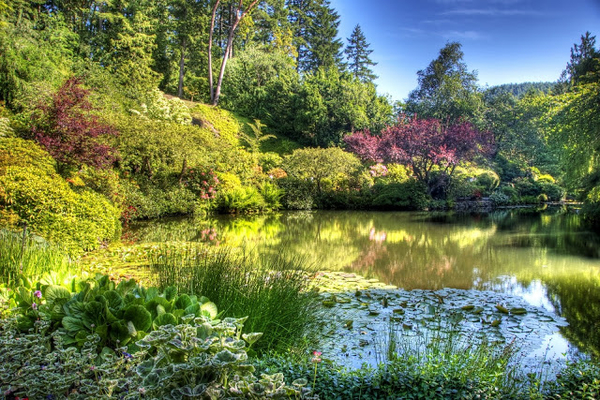 hd-achtergrond-met-tuin-met-vijver-en-struiken