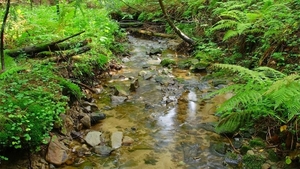 mooie-natuur-achtergrond-met-beekje-in-het-bos