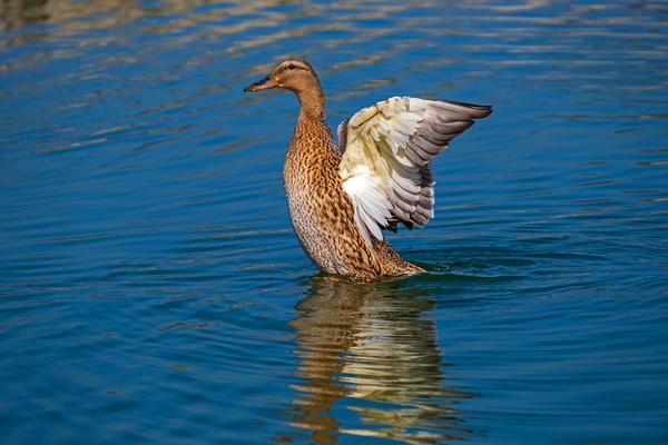 duck-4077109_960_720