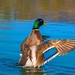 duck-4077117_960_720