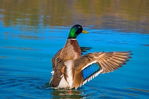 duck-4077117_960_720