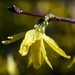 forsythia-4075430_960_720