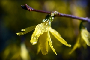 forsythia-4075430_960_720