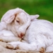 goat-4066759_960_720