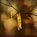 hazel-catkins-4081267_960_720