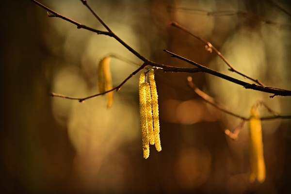 hazel-catkins-4081267_960_720