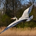 heron-4079084_960_720