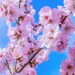 japanese-cherry-4061326_960_720