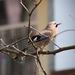 jay-4082632_960_720