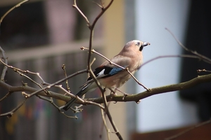 jay-4082632_960_720