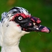 muscovy-duck-4074574_960_720